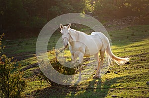 White horse grazing on pasture at sundown in orange sunny beams. Beauty world