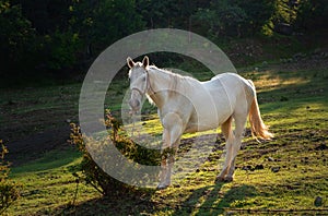 White horse grazing on pasture at sundown in orange sunny beams. Beauty world