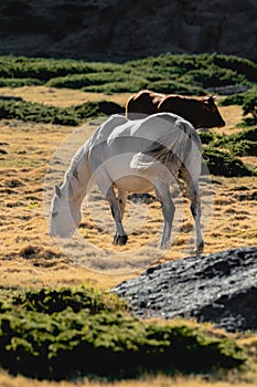 White horse grazing on a plain in the mountains in summer with dry grass