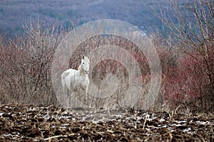 White horse grazing on ploughed field on mountain forest background
