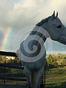 White horse grazing and Rainbow with storm clouds