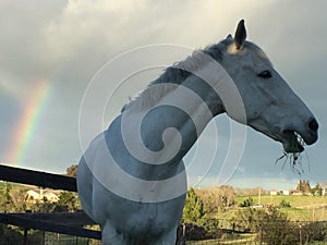 White horse grazing and Rainbow with storm clouds