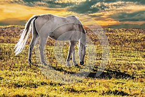 White horse grazing in sunlit pasture at golden hour-sunset with sun breaking through dark clouds- close up - room for copy