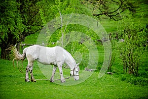 White horse on green field