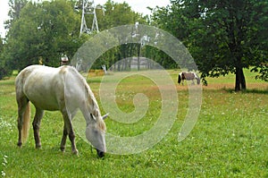 White horse on a green grass landscape