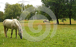 White horse on a green grass landscape