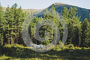 White horse on green grass in mountain photo