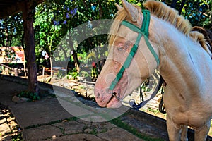 White horse in green harness in summer park. Albino horse portrait. Bridled horse in green summer park