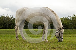 White horse on a green meadow