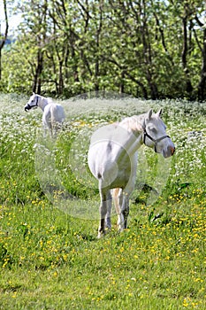 White horse on green pasture