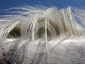 white horse hair closeup against clear sky background