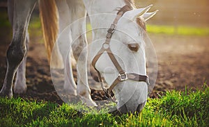 A white horse with a halter on its muzzle eats green grass in a meadow on a farm on a sunny summer day. Livestock