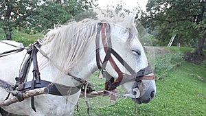 White horse harnessed