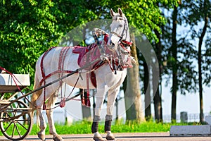 White horse harnessed, stands