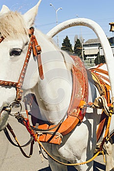 A white horse harnessed to a cart. Fastening the cart to the horse`s collar