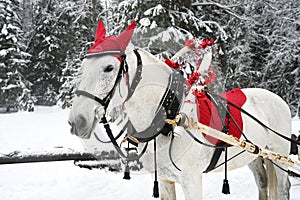 White horse is harnessed to a sleigh