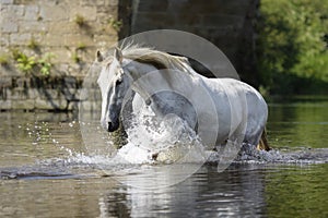 White horse having fun in the river