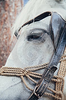 White horse head