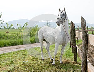 White horse head