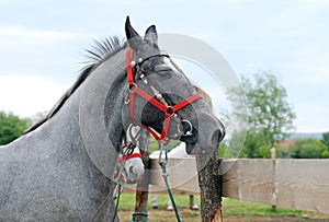 White horse head