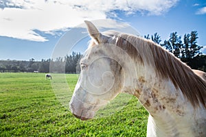 White horse head close-up on green field with blue eyes.