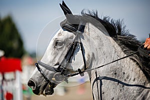 White horse head during equestrian jumping show