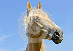 White horse head eyes. A closeup portrait of the face of a horse