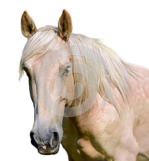 White horse head isolated on the white background. A closeup portrait of the face of a horse