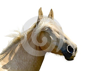 White horse head isolated on the white background. A closeup portrait of the face of a horse