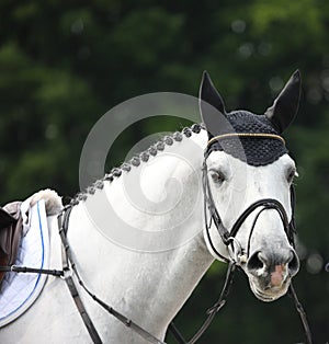 White horse head outdoor gelderland 2012