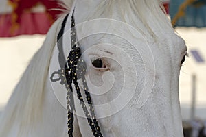 White horse head portrait at Pushkar Fair in Rajasthan, India. Close up