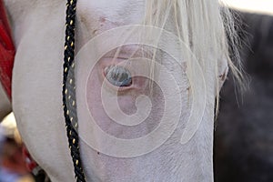 White horse head portrait at Pushkar Fair in Rajasthan, India. Close up