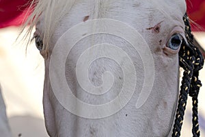 White horse head portrait at Pushkar Fair in Rajasthan, India. Close up