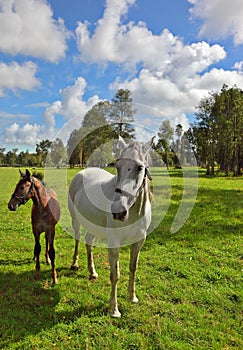 The white horse and her foal