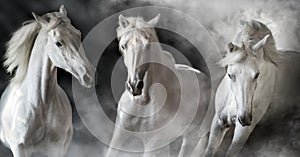 White horse herd portrait in smoke