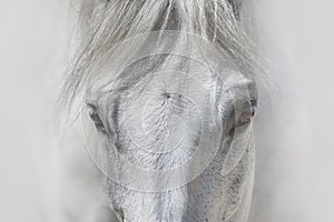 White horse in high key close up