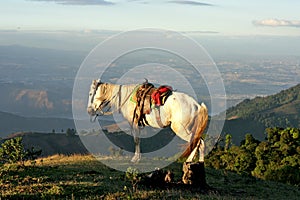 White horse on a hill near Guatemala city Pacaya Volcano