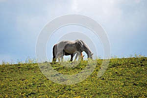 White horse on hilltop against sky