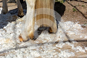 White Horse Hooves covered by hair during shearing