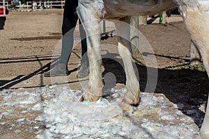 White Horse Hooves covered by hair during shearing