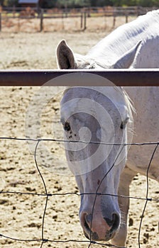 White horse inside a corral photo