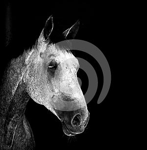 White horse isolated on black background