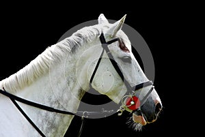 White horse isolated on black background