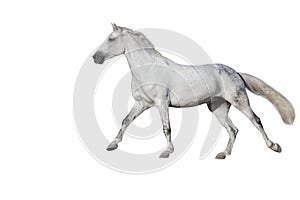White horse isolated on white