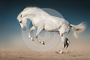 White horse jump