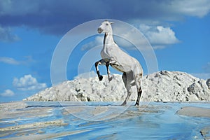 white horse jumping in the desert
