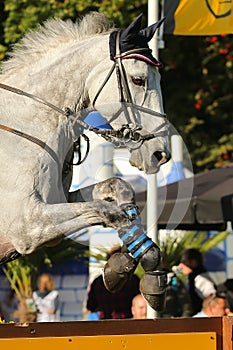 White horse jumping a hurdle