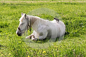 White horse lies on the grass, the crow plucks the pile from the horse`s back