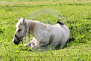 White horse lies on the grass, the crow plucks the pile from the horse`s back