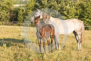 White horse and little brown foal